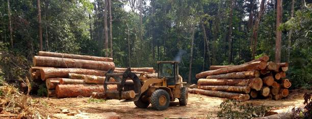 Best Lot and Land Clearing  in Rainier, WA