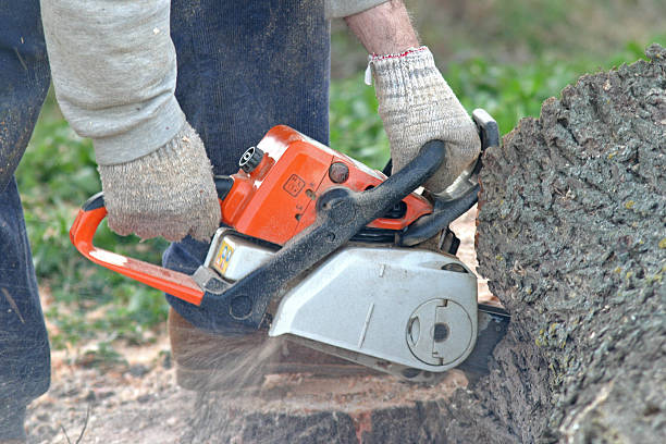 Best Tree Health Inspection  in Rainier, WA
