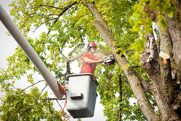 Best Tree Disease Treatment  in Rainier, WA