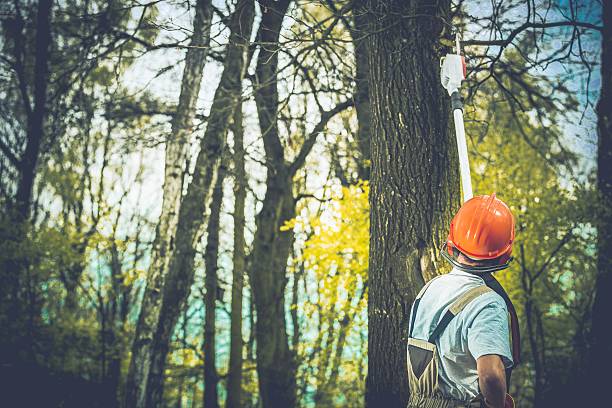Best Storm Damage Tree Cleanup  in Rainier, WA