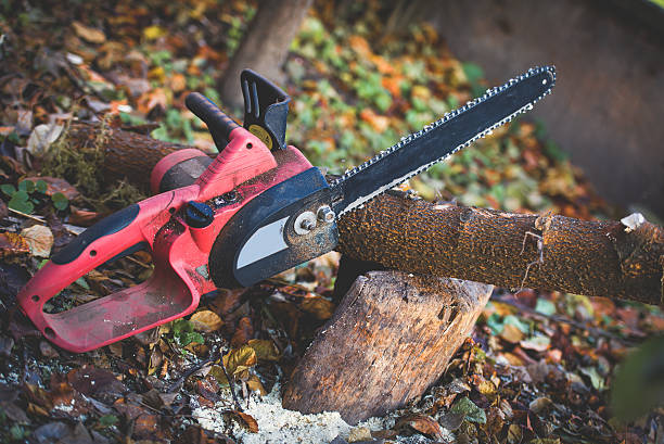 Best Stump Grinding and Removal  in Rainier, WA